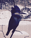 Halcyon bird and snow