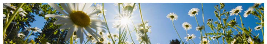 daisies in sunlight