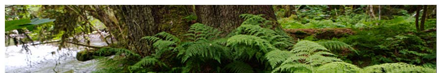 forest ferns